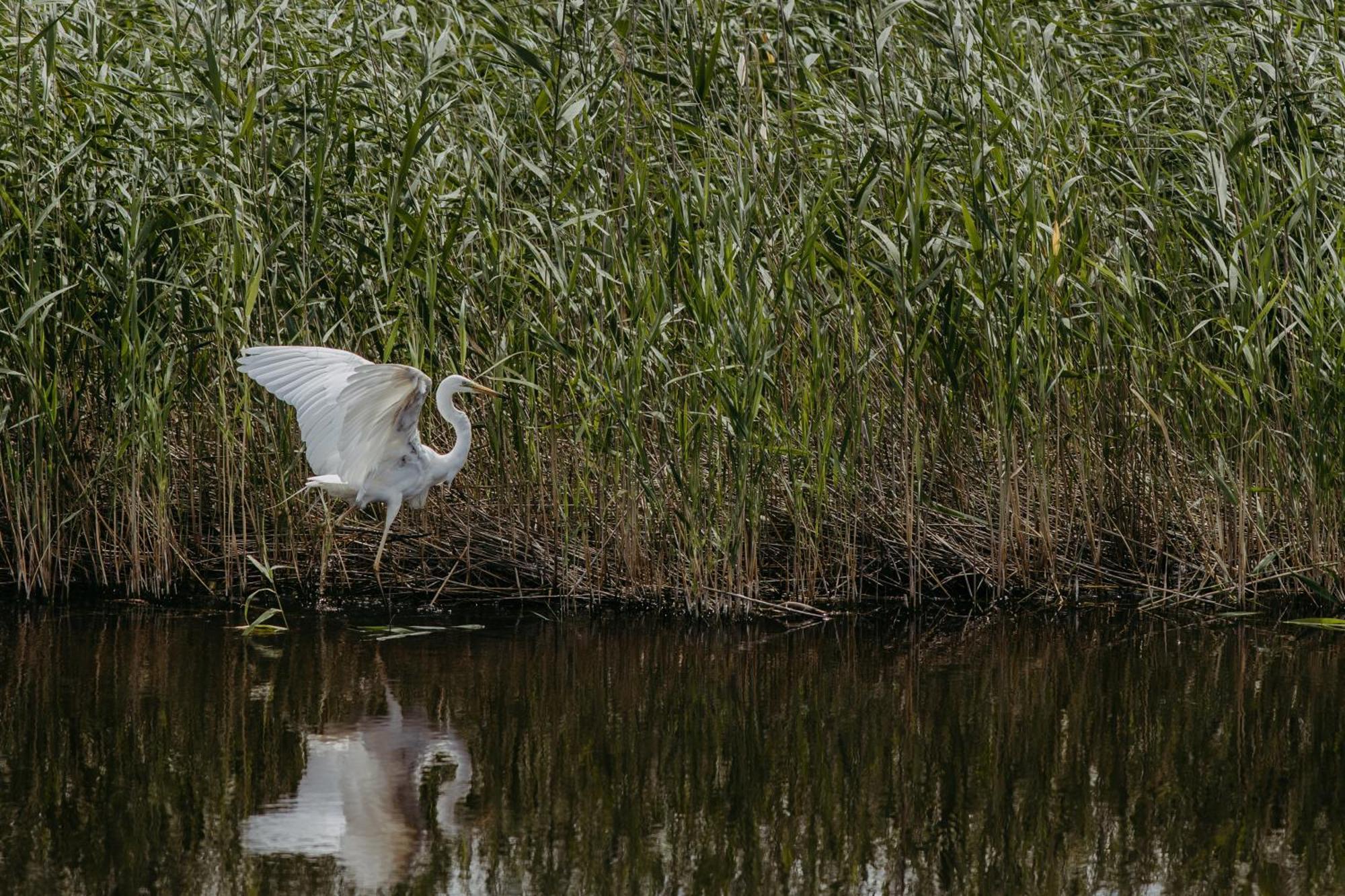 Seehuette Neusiedlersee - Seehaus Inklusive Elektroboot Rust Esterno foto
